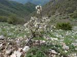Monte Navegna (14)
